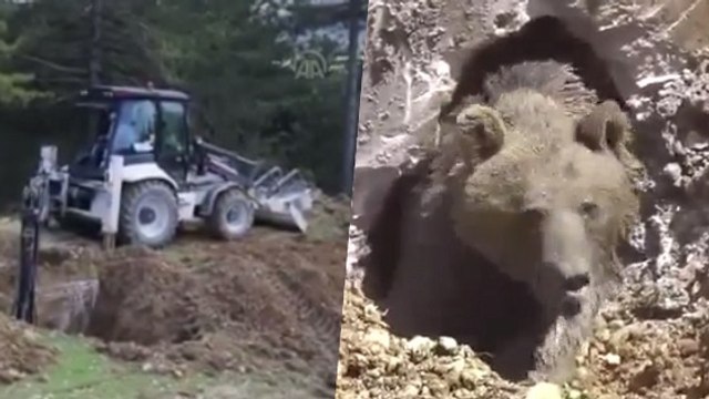 L'incroyable sauvetage d’un grizzly coincé dans une fosse septique en Turquie