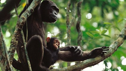 Des caméras filment une mère chimpanzé apprendre à son petit comment utiliser un outil