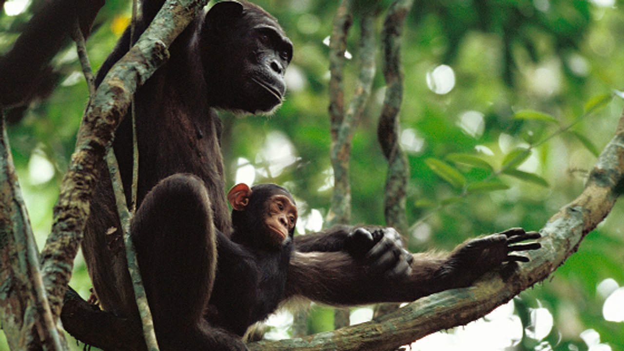 Des caméras filment une mère chimpanzé apprendre à son petit comment utiliser un outil