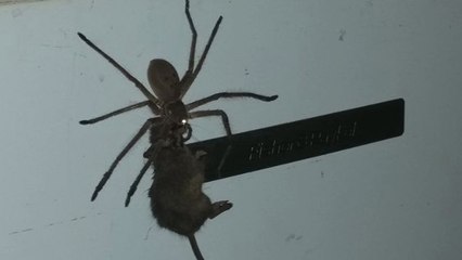 Une araignée géante trainant une souris morte filmée en Australie