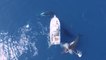 Trois baleines à bosse encerclent un bateau en Nouvelle-Calédonie