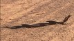 La lutte fascinante entre deux serpents d’Australie