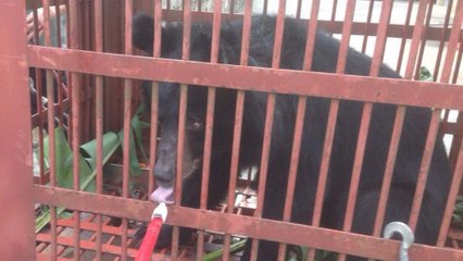 Vietnam : six ours sauvés d’une ferme d’extraction de bile