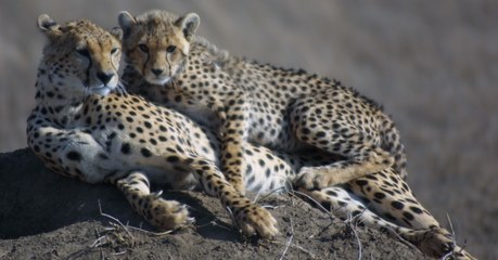 Le guépard "court droit" vers l'extinction selon une nouvelle étude