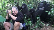 Dieser Tourist hat in Uganda das Glück, Gorillas ganz nah zu kommen