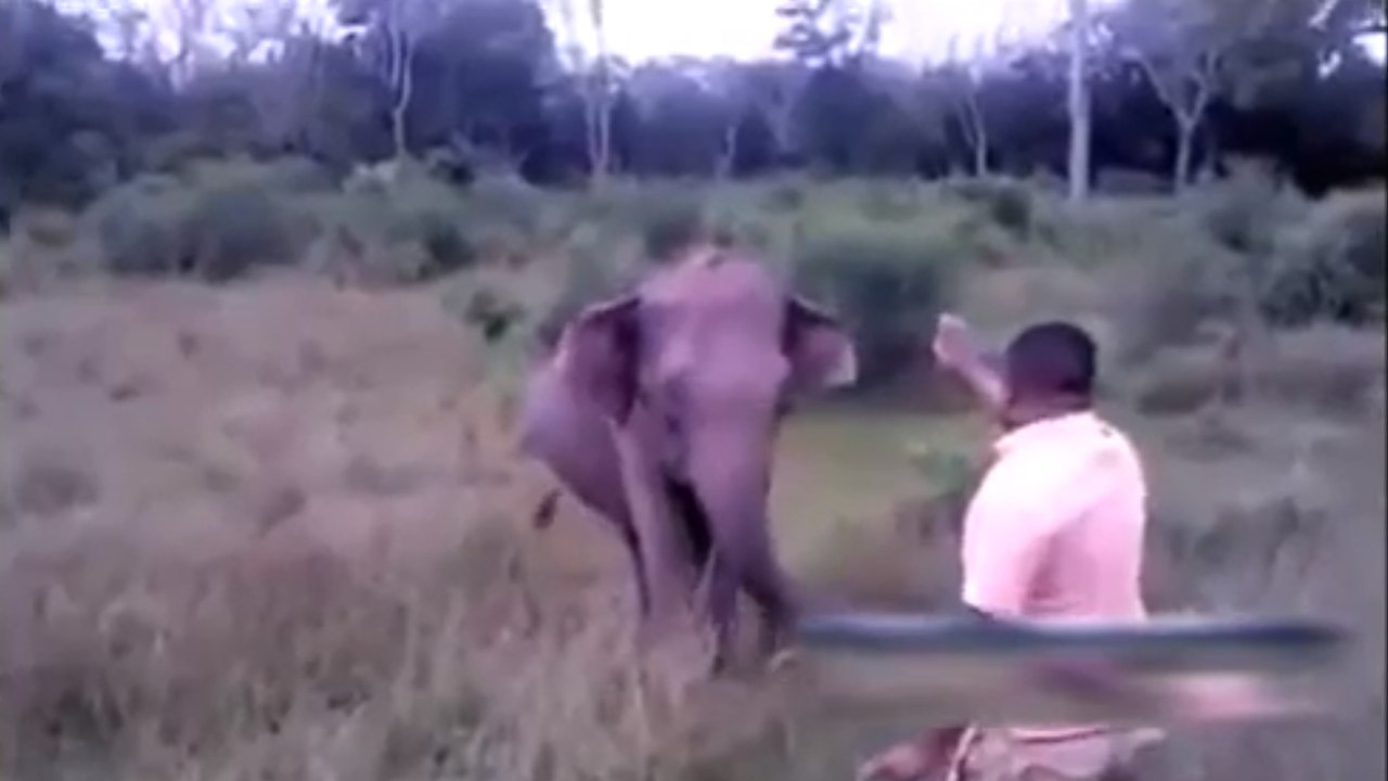Sri lanka: er versucht, einen elefanten mit einer einfachen geste zu stoppen