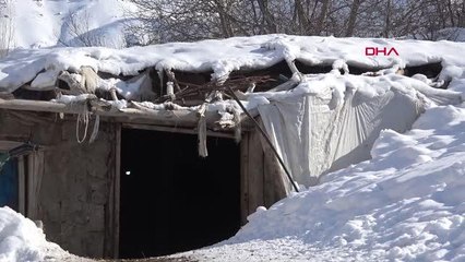 Son dakika haberleri: SON BİR HAFTADA 20 GEBE KOYUNU ÖLDÜ