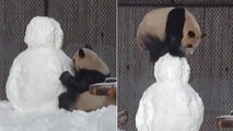 Quand un panda s'attaque à un bonhomme de neige au Canada