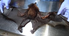 Un vétérinaire vient en aide à une chauve-souris à l'aile cassée