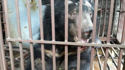 Une organisation offre une nouvelle vie à un ours noir aveugle victime du trafic de bile