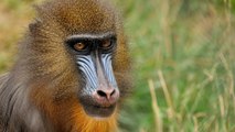 Plus de la moitié des espèces de primates seraient en danger d'extinction