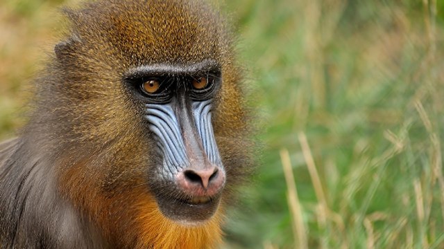 Plus de la moitié des espèces de primates seraient en danger d'extinction