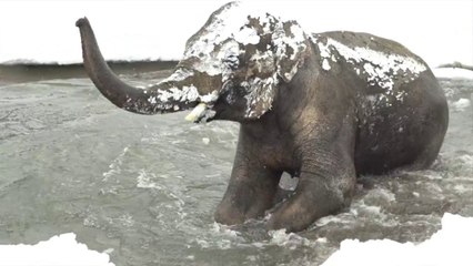 Les animaux du zoo de Portland passent le meilleur moment de leur vie à s'amuser dans la neige