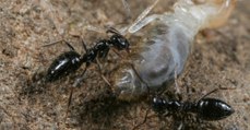 Des fourmis d'Ethiopie capables de former des supercolonies pourraient envahir le monde