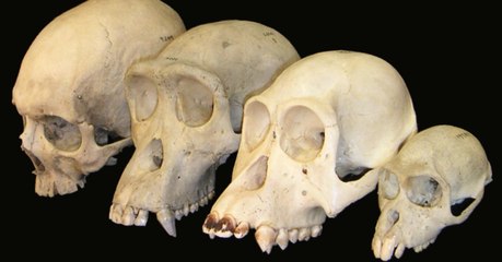 Pourquoi les primates dont l'homme ont-ils un gros cerveau, mystère résolu ?