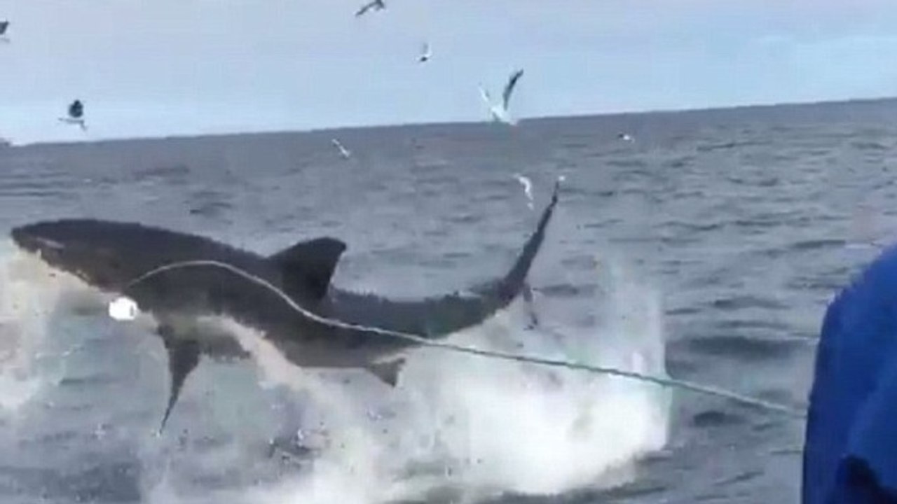Le saut impressionnant d’un grand requin blanc à proximité d’un bateau