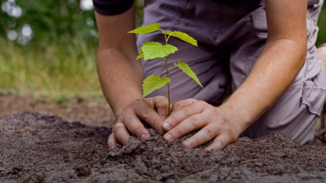 En Inde, cette école demande aux parents de planter un arbre plutôt que de payer des frais de scolarité