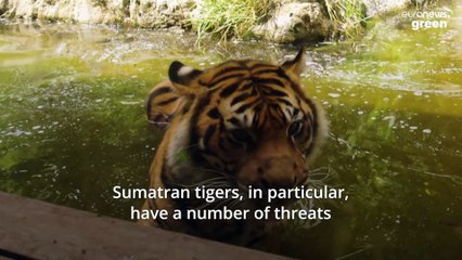 Chinese New Year is a reminder that we need to stamp out the illegal tiger trade