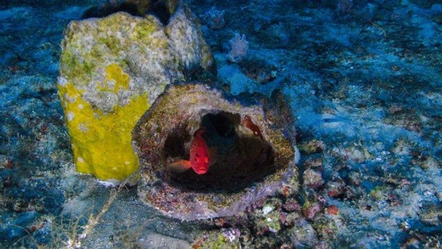 Greenpeace dévoile les premières images du récif corallien de l'Amazone à peine découvert et déjà menacé