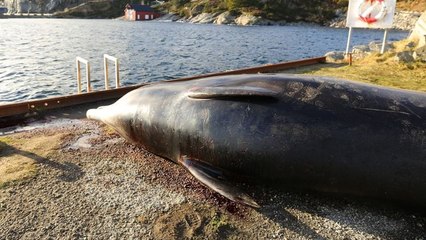 Pollution plastique : une baleine échouée en Norvège révèle une effrayante découverte