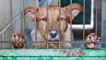 Une institution américaine supprime toutes les données sur le bien-être animal de son site