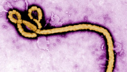 Ebola : un vaccin démontre enfin son efficacité contre le virus