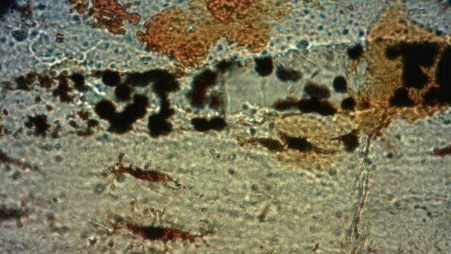 Le fossile d'un dinosaure vieux de 195 millions d'années révèle des traces de protéines