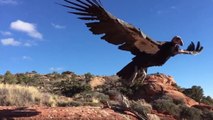 La magnifique libération d'un condor dans les montagnes d'Arizona