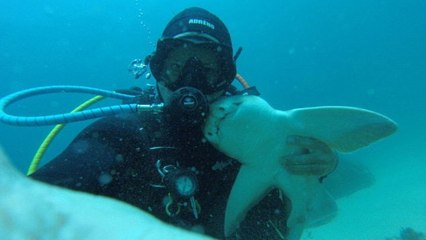 Un plongeur australien lie une incroyable amitié avec un requin