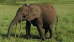 Braconnage : une étude révèle une hécatombe d'éléphants de forêt au Gabon