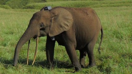 Braconnage : une étude révèle une hécatombe d'éléphants de forêt au Gabon