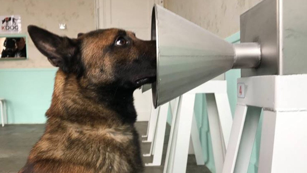 Cancer du sein : des chiens montrent 100% d'eff...
