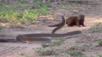 Quand une courageuse mangouste tient tête à un mamba noir en Afrique du Sud