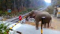 Quand un éléphant décide de traverser un passage à niveau en Inde