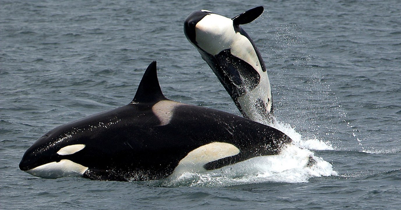 Un groupe d'orques tue quatre baleines grises dans une baie de Californie