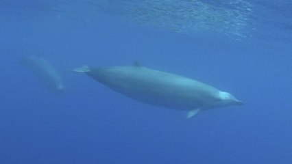 La baleine à bec de True, l'une des plus rares au monde, filmée pour la première fois dans l'océan