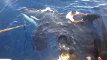 Un pêcheur saute à l'eau pour venir en aide à une orque piégée dans un filet