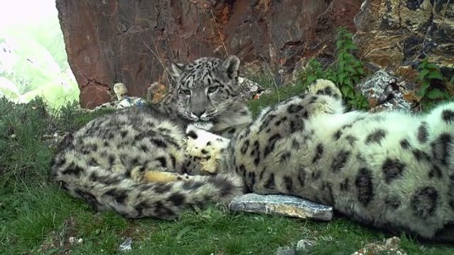 De rarissimes images de panthères des neiges capturées en Chine