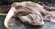 Une gigantesque créature marine s'échoue sur une plage d'Indonésie