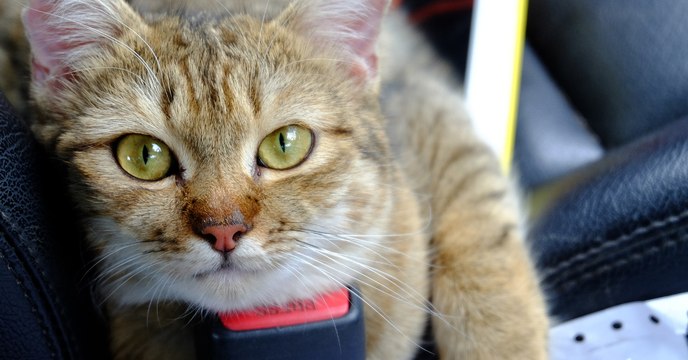Les chats aimeraient plus les humains que la nourriture selon une étude