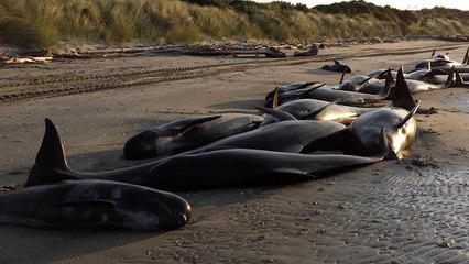 Plus de 400 baleines-pilotes s'échouent sur une plage de Nouvelle-Zélande