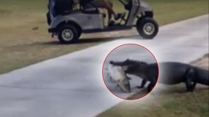 Quand un alligator s'invite sur un cours de golf avec un énorme poisson dans la gueule