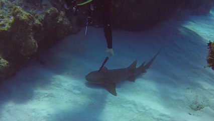 Un plongeur secourt un requin avec un couteau planté dans la tête