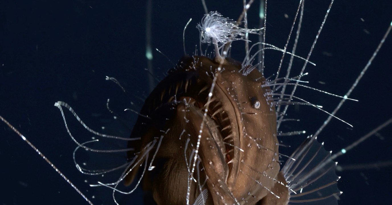 Une vidéo exceptionnelle révèle l'étrange accouplement de poissons abyssaux