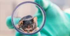 Expérimentation animale : et si le bien-être des animaux de laboratoire pouvait améliorer les recherches ?