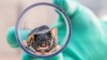 Expérimentation animale : et si le bien-être des animaux de laboratoire pouvait améliorer les recherches ?