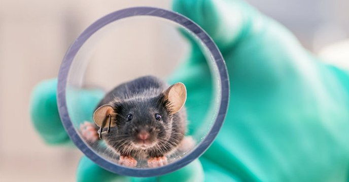 Expérimentation animale : et si le bien-être des animaux de laboratoire pouvait améliorer les recherches ?