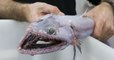 Le poisson-lézard des abysses, une effrayante créature découverte dans les profondeurs de l'Australie