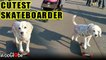 'Adorably athletic Beagle dog cruising on her skateboard on a sunny day '