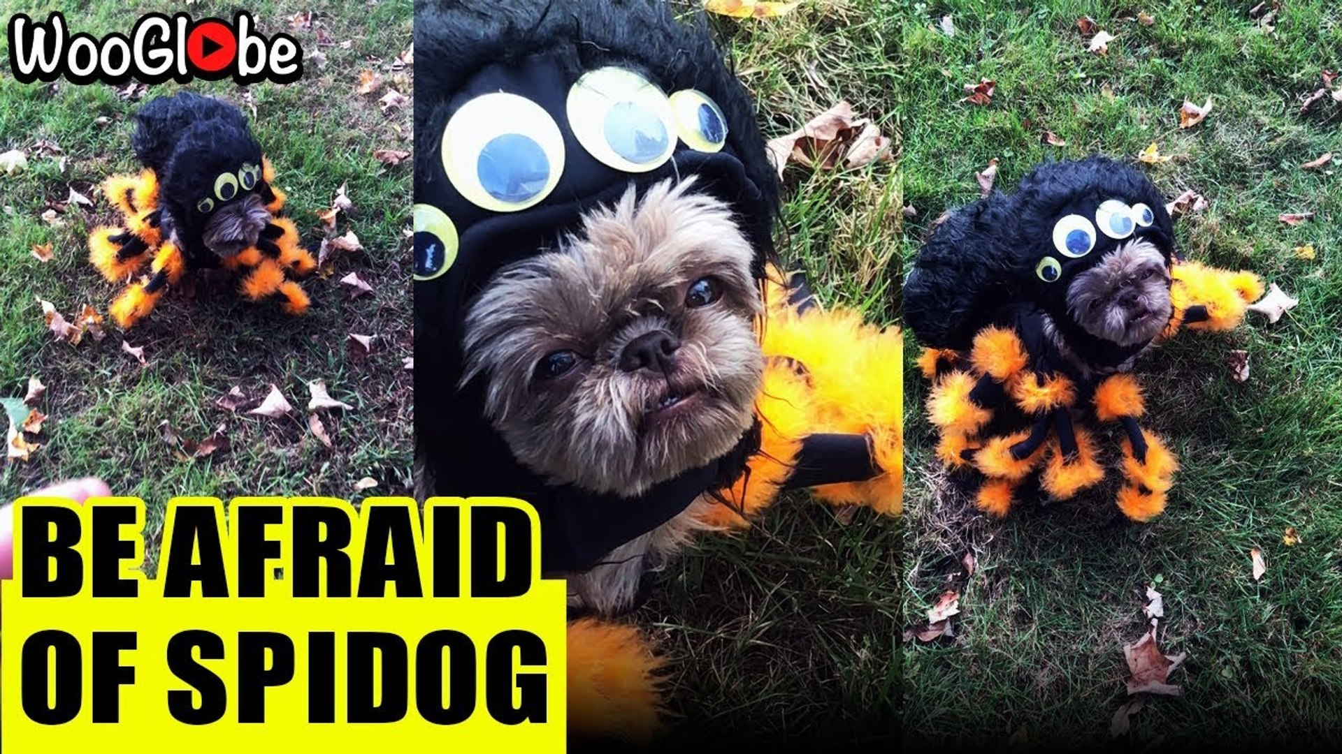 ⁣'Dog in spider costume 'crawls up' to owner to get treats'